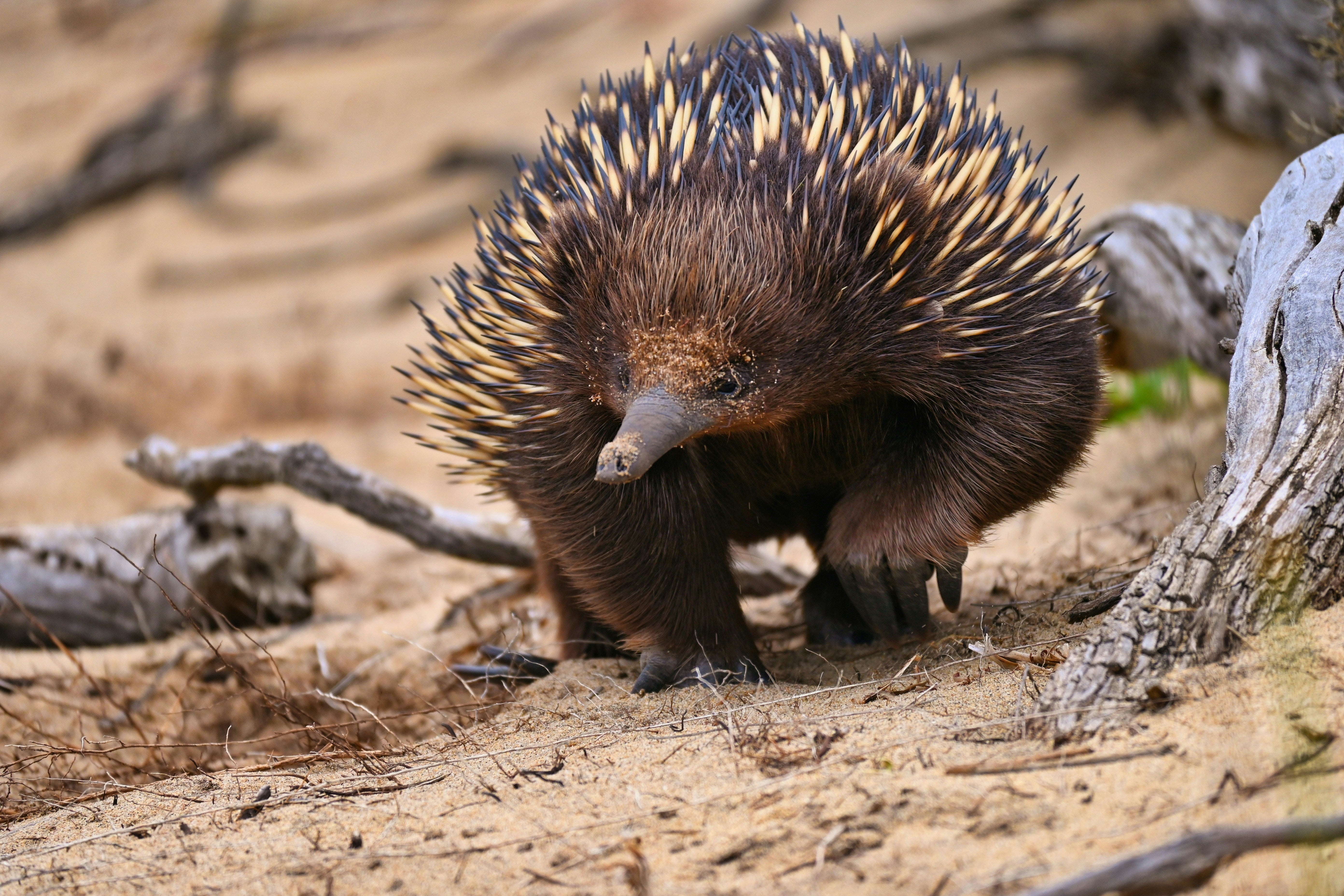 Echidna walking on a sandy ground with dry leaves and branches in the background
